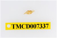 藏品(雙色澤蟹)的圖片